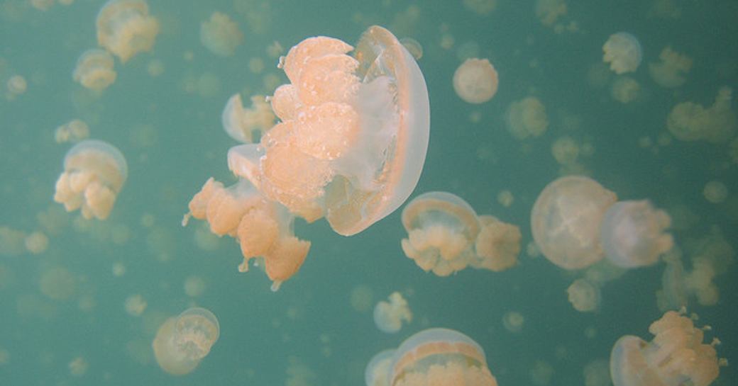 underwater at jellyfish lake on a luxury yacht charter in the palau islands