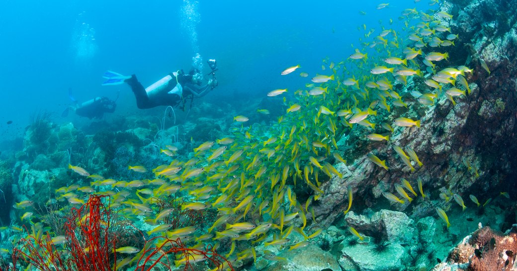 A diver among a coral reef in Ko Chang, Thailand