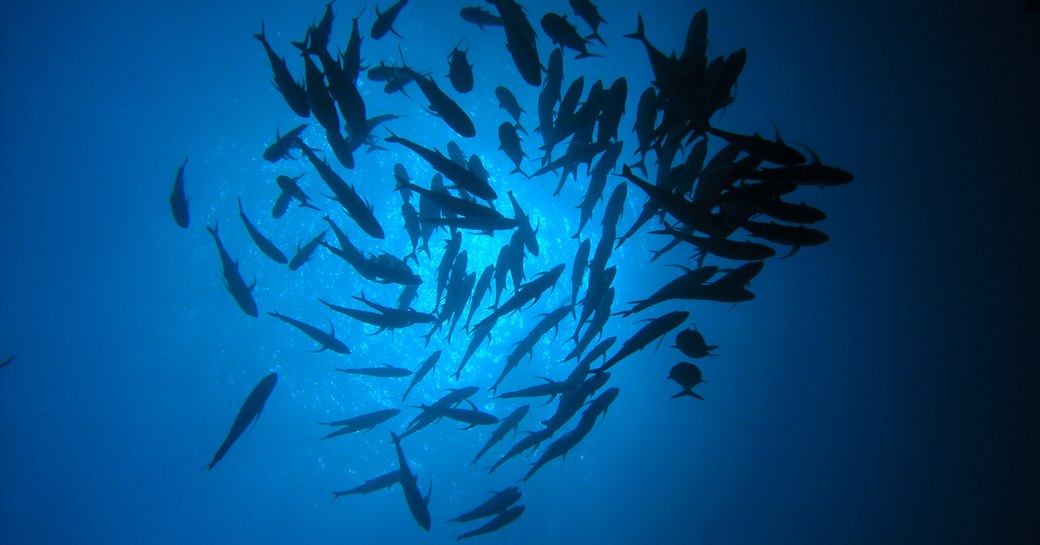 jack fish swimming in the maldives