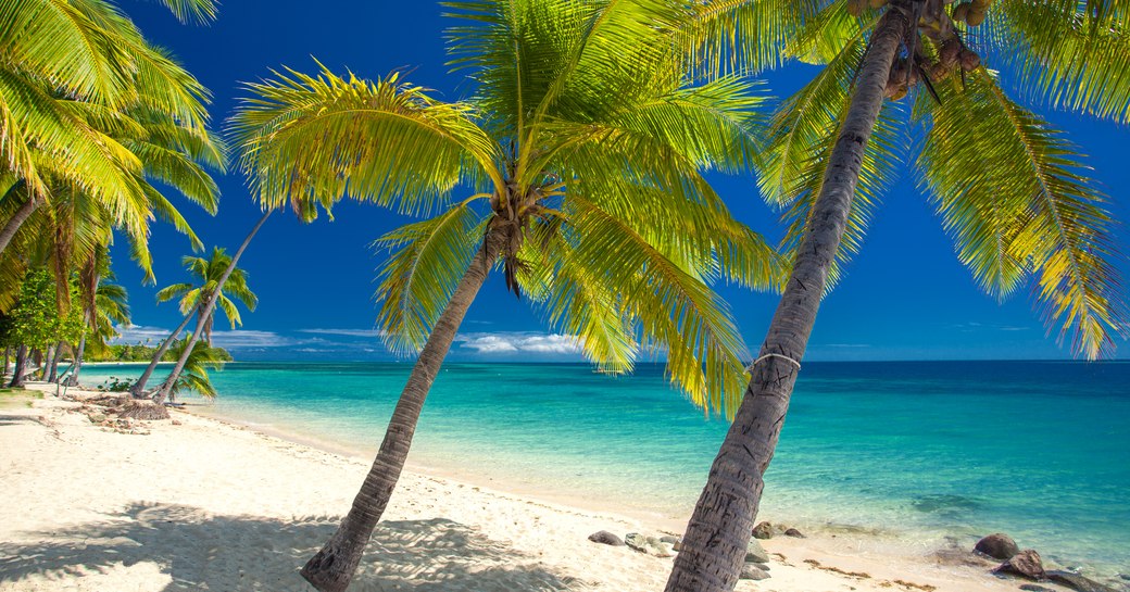 Deserted beach with coconut palm trees on Fiji Islands