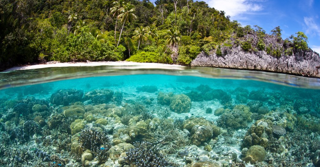 underwater coral reef in papua new guinea