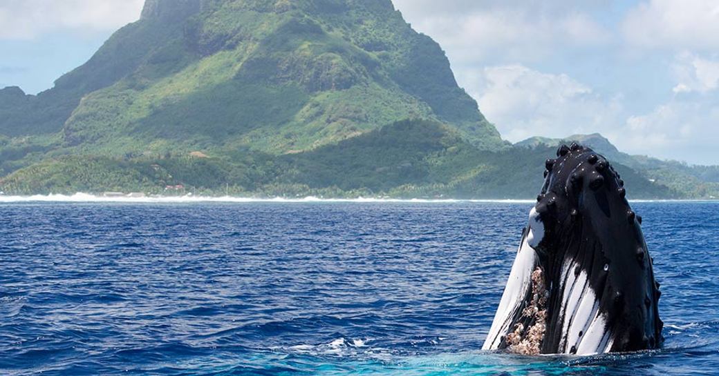 Humpback whales in Tahiti
