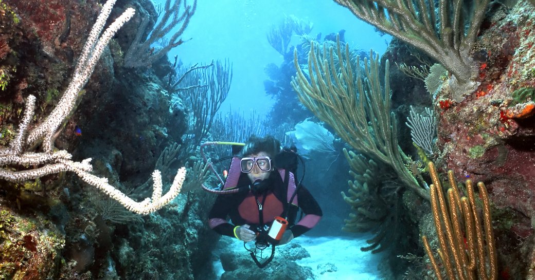 A diver diving in the Great Barrier Reef