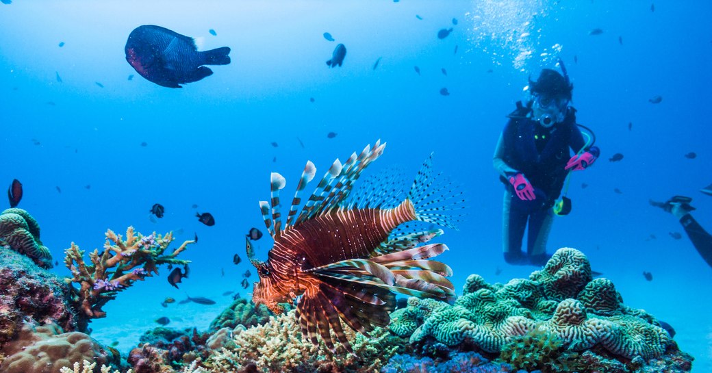 A scuba diver among coral reef with lionfish