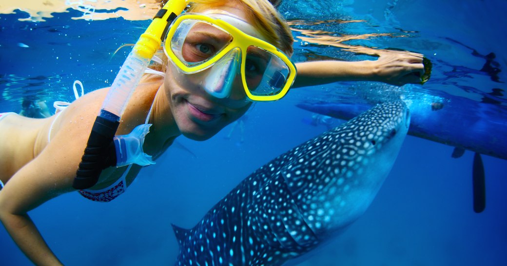 A female snorkeler looks into the camera as she pets a whale-fish