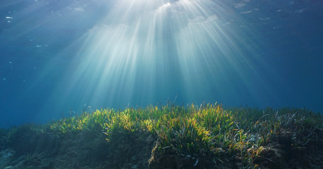 Light shining down onto Posidonia seagrass growing in the Mediterranean 