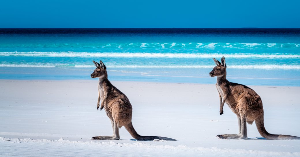 Two kangaroos on Hamilton Island, Australia