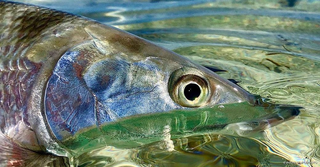 Close-up of fish swimming at the surface of the water 