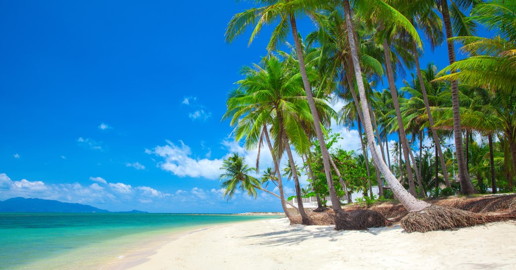 Blue sea and palm tress and white sand beach of Antigua, Caribbean