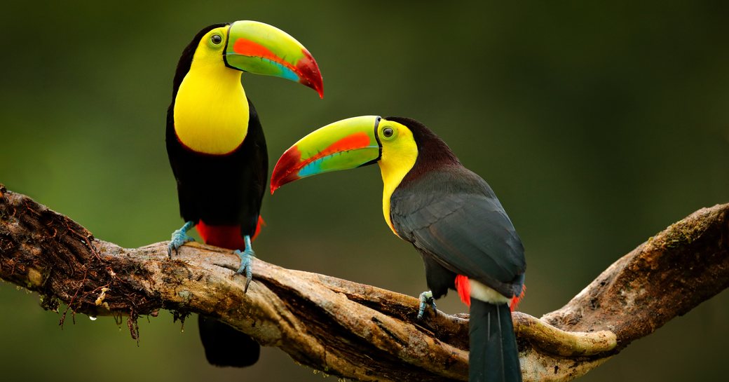 A pair of toucans in Costa Rica
