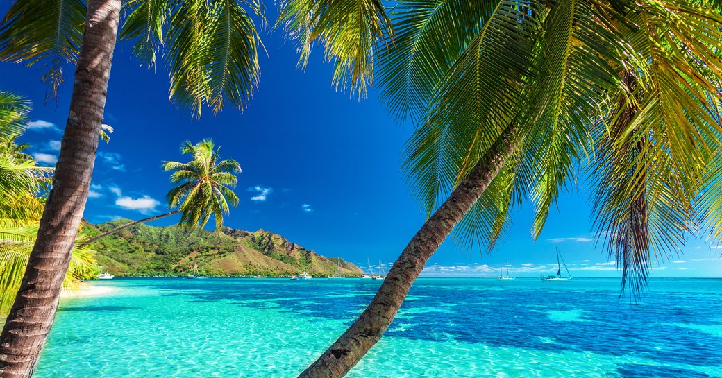palm trees hang over the blue waters on a white sandy beach in Tahiti, French Polynesia