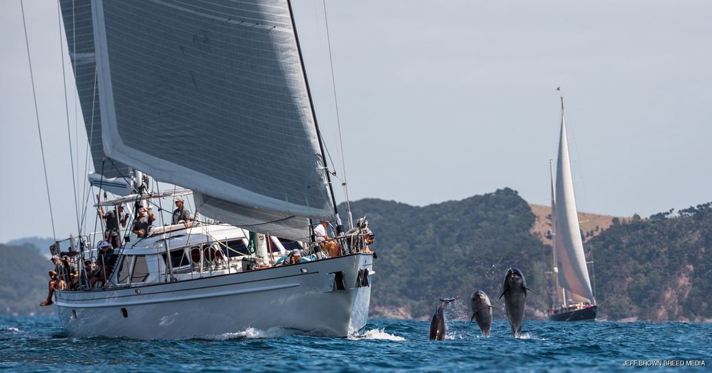 dolphins swim alongside superyacht TAWERA at the NZ Millennium Cup