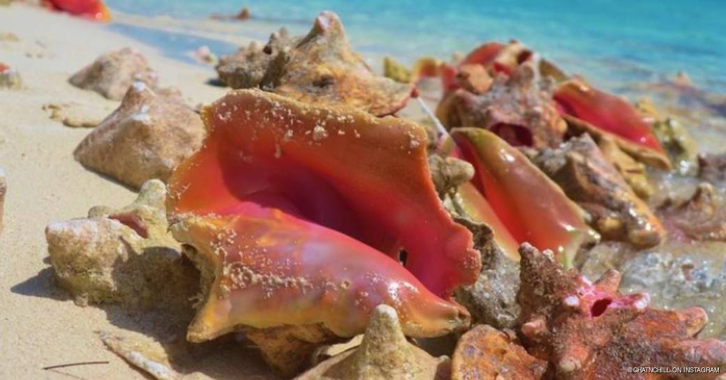 Close up of pink conch shells scattered on the beach 