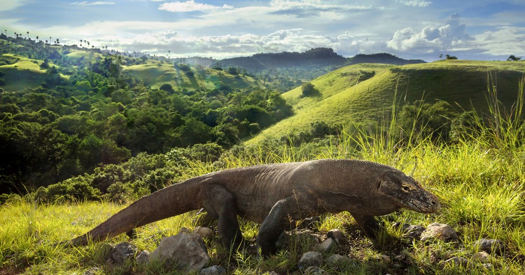 Komodo dragon walks among the lush green vegetation in Komodo, Indonesia