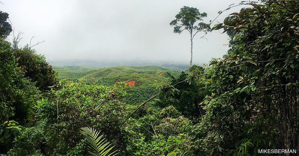 Andasibe-Mantadia National Park Madagascar canopy fog