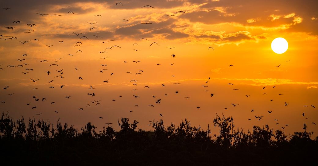 fruit bats awake from mangrove trees of Palau Kalong