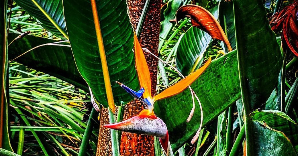 Birds of Paradise in Bermuda