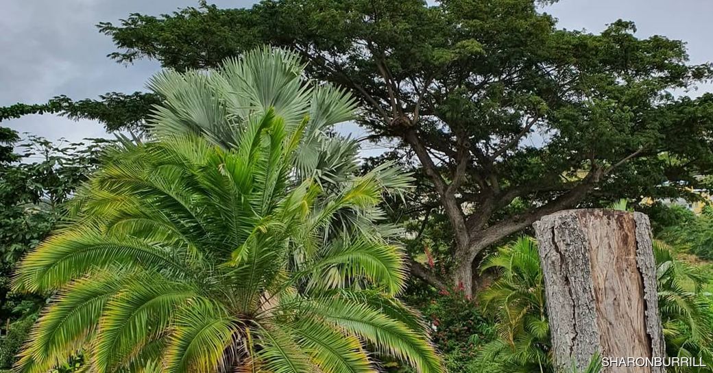 J.R. O'Neal Botanic Gardens Tortola