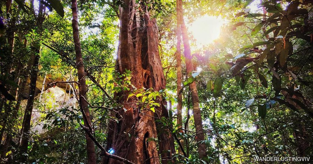 Andasibe-Mantadia National Park Madagascar forest