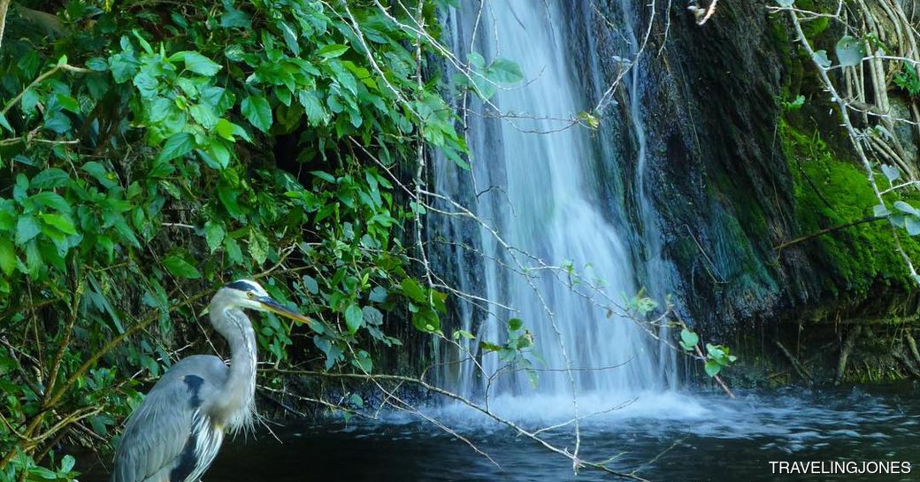 Garden of the Groves Bahamas waterfall, heron