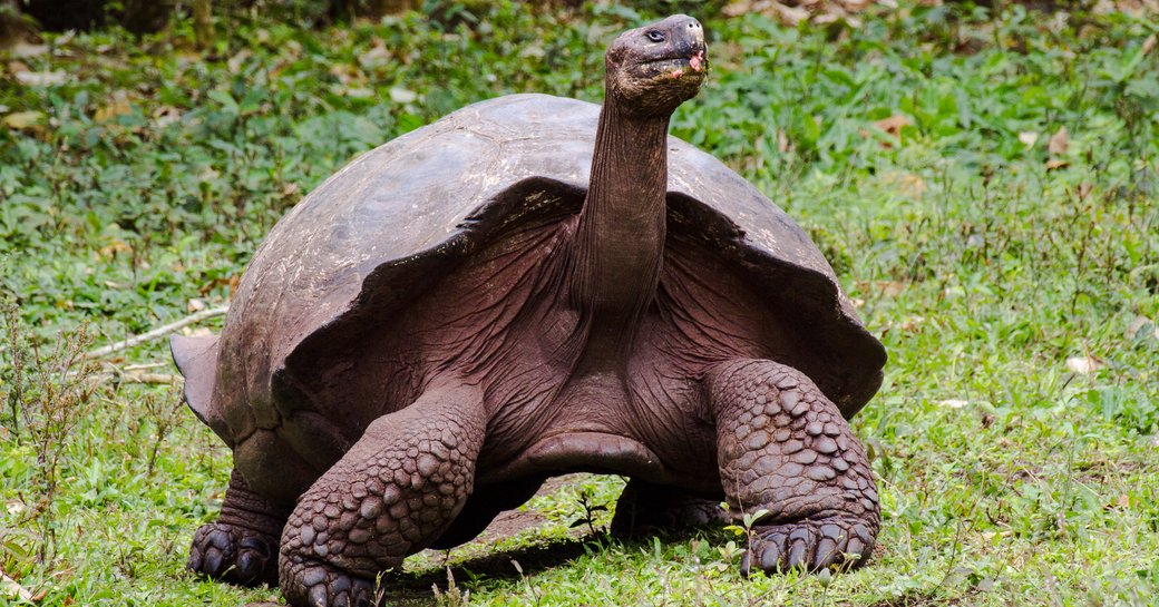 Galapagos giant tortoise
