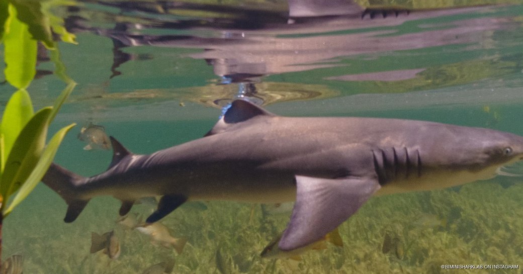 Sharks swimming just below the water's surface at the shark lab 