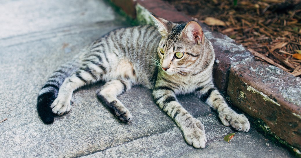 Six-toed cats at the Hemingway House and Museum in Key West, Florida