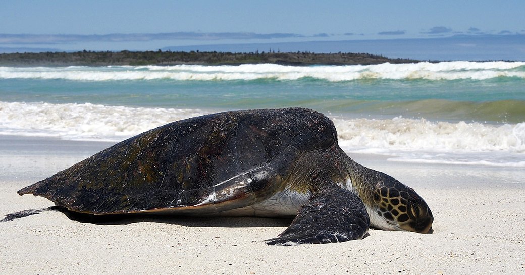 A green sea turtle on Tortuga Bay, Galapagos