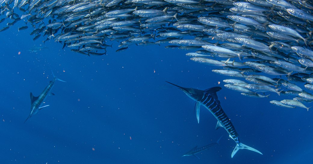 Bait ball in Baja California