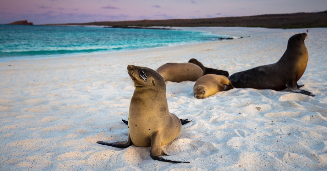 Galapagos Sea Lion