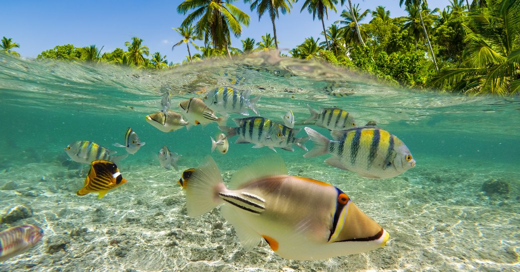 Underwater Scene With Reef And Tropical Fish. Snorkeling in the tropical sea