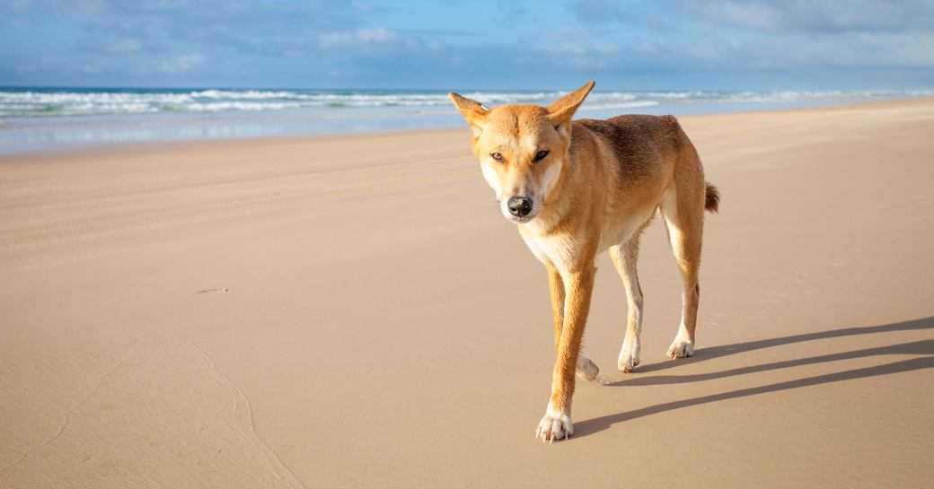 A dingo stares into the camera on a sandy beach on Fraser Island, in Australia