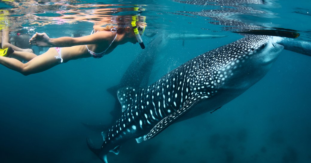 girl in bikini with scuba gear swims with a whale shark, both are close to the surface and a second whale shark can be seen in the background