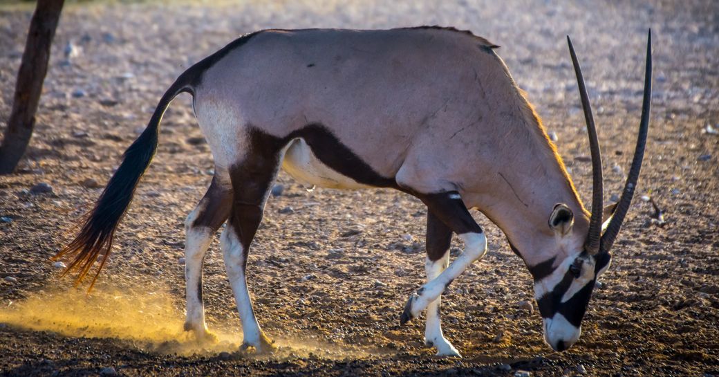 gazelle sniffs the ground at Sir Bani Yas wildlife park in Abu Dhabi 