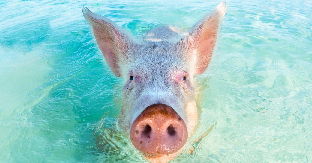 Swimming pigs Bahamas