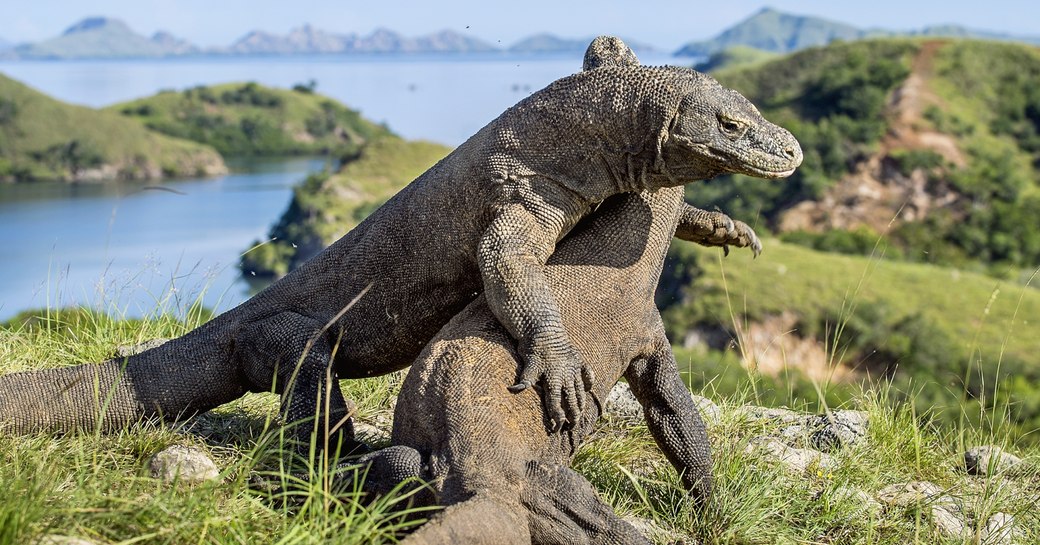 Fighting Komodo dragons