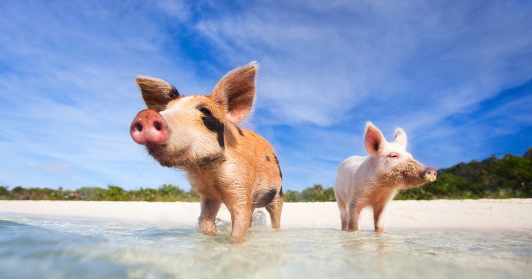 two swimming pigs on Big Major Cay in the Exumas, Bahamas