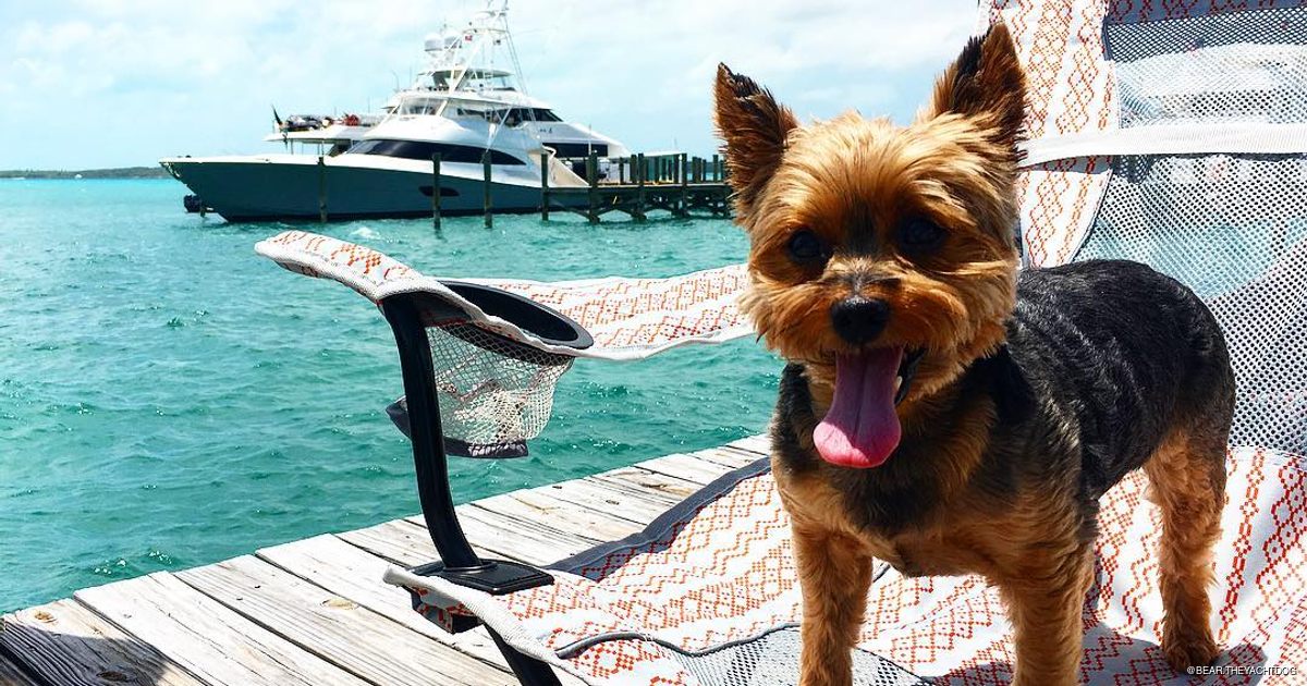 yacht club dog friendly