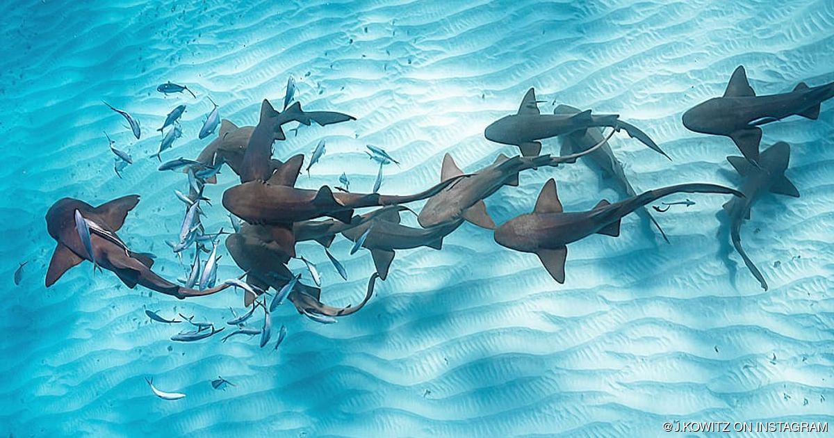 10 things to do on Bimini Island while chartering in the Bahamas