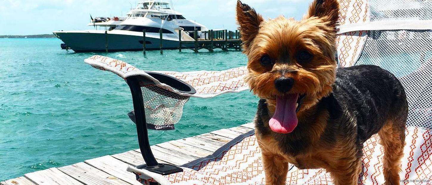 Dog-friendly yacht chartering: everything you need to know