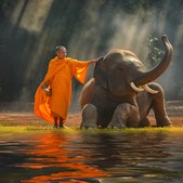 10 incredible animals you can see on a Thailand yacht charter