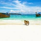 10 incredible animals you can see on a Thailand yacht charter
