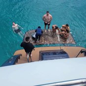 Saphire Blue photo 5