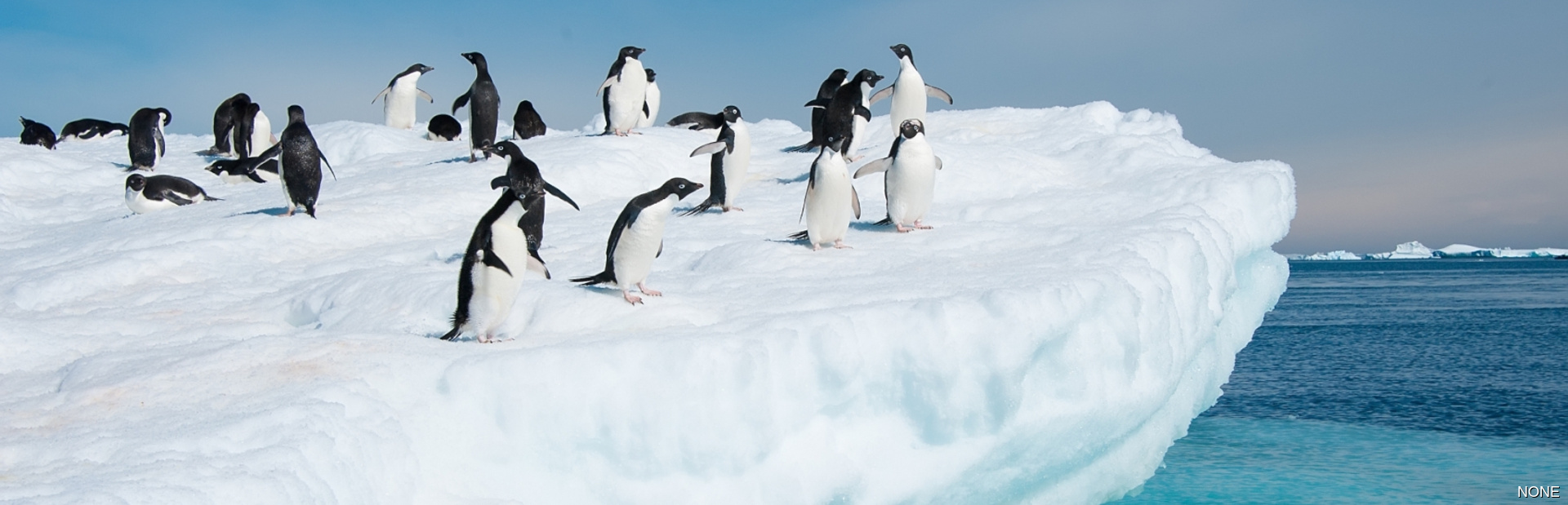 Antarctica news photo