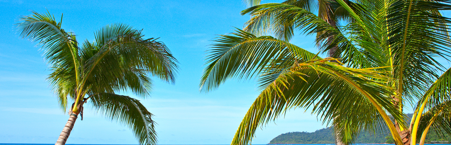 Palm trees on a Solomon Island beach
