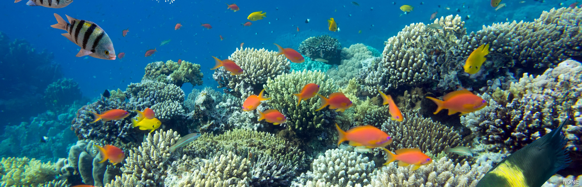 Underwater world