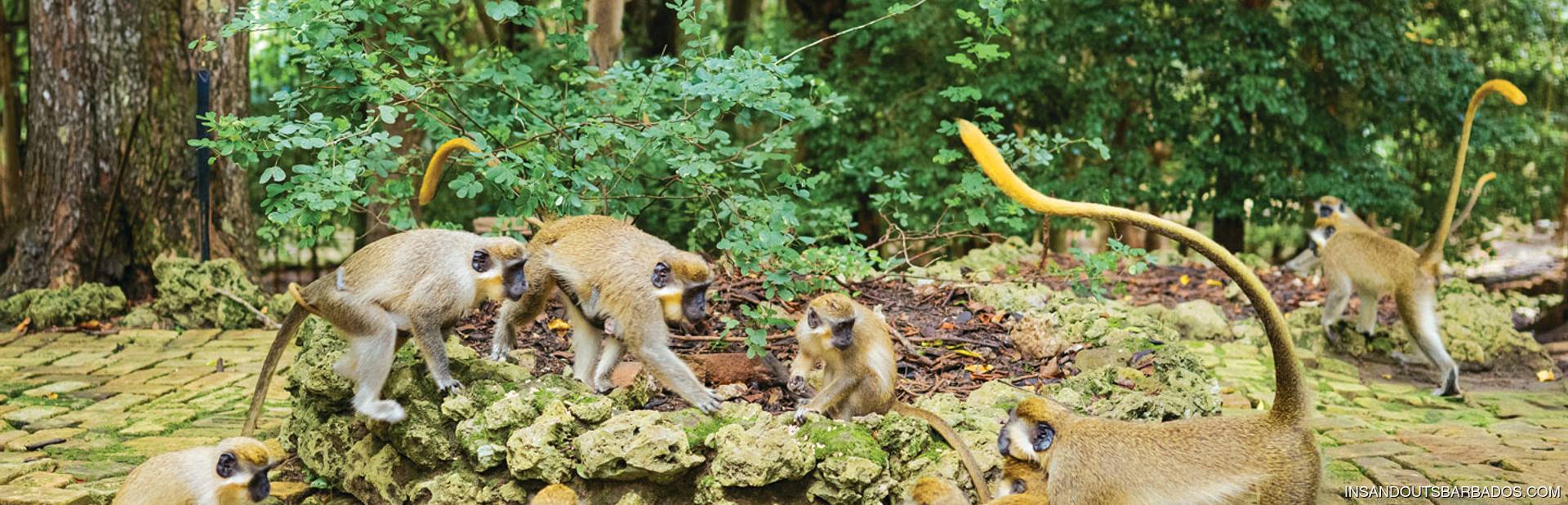 Barbados Wildlife Reserve Image 1