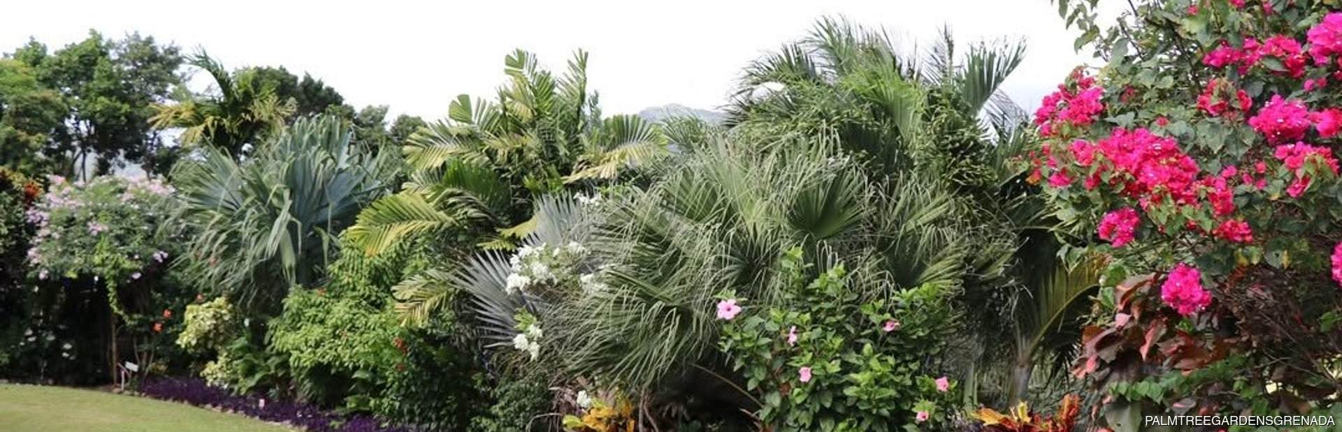 Palm Tree Gardens Image 1