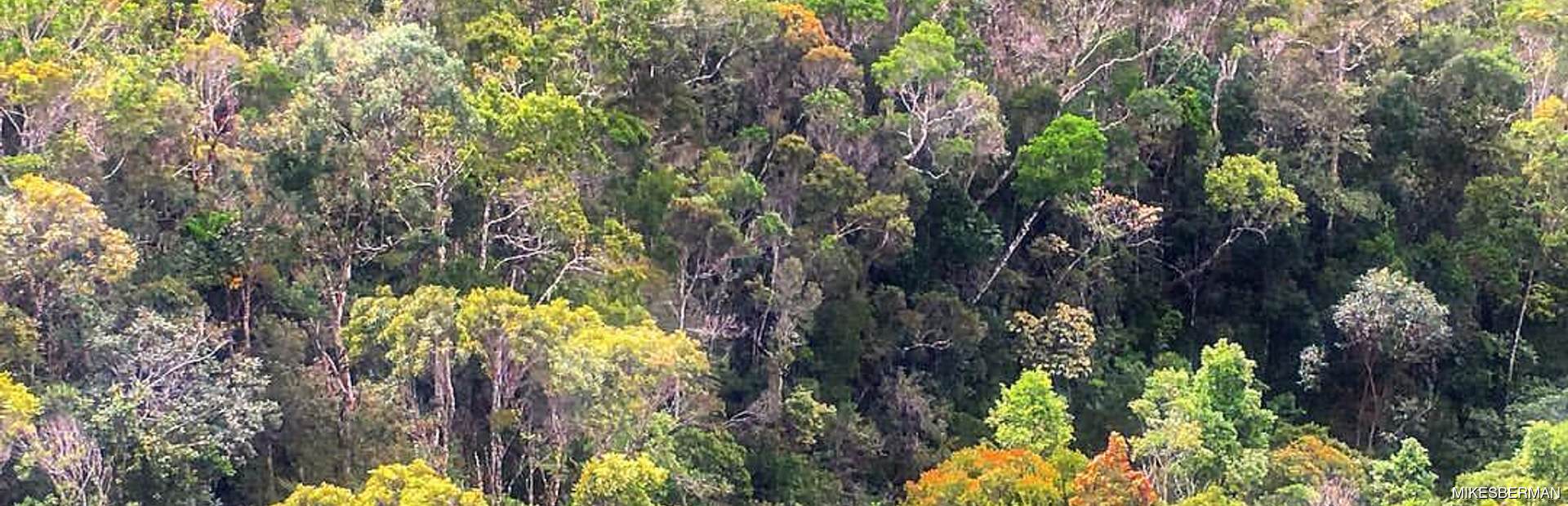 Andasibe-Mantadia National Park Image 1