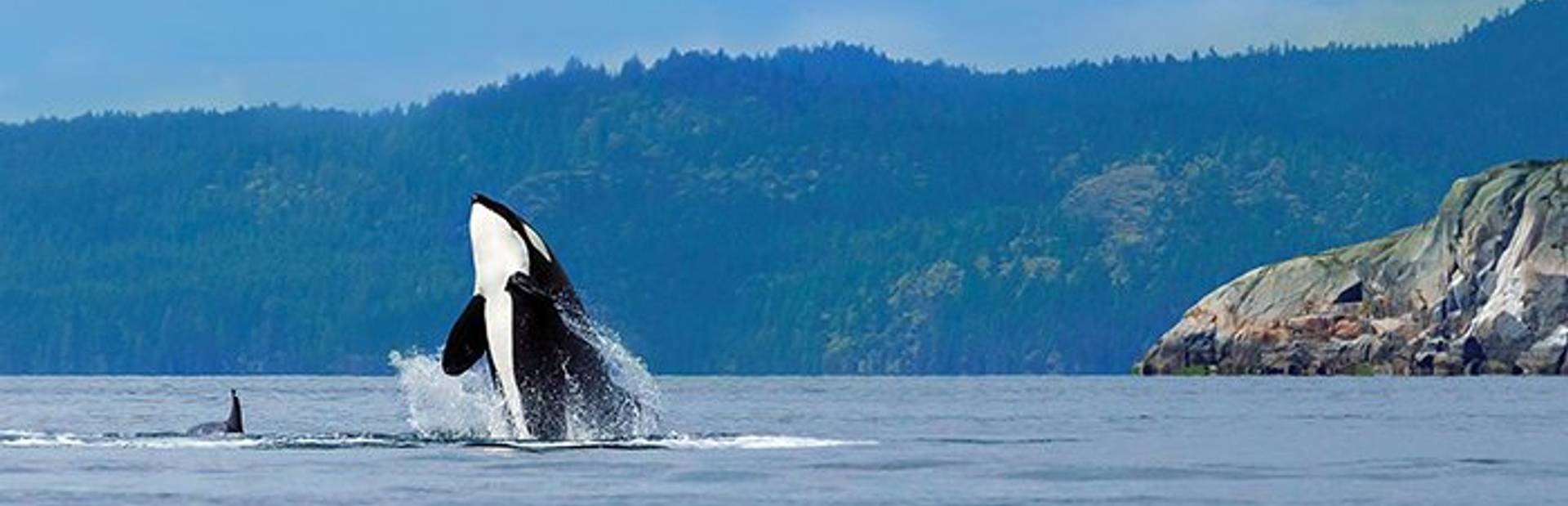Whale watching in the Pacific North Coast Image 1
